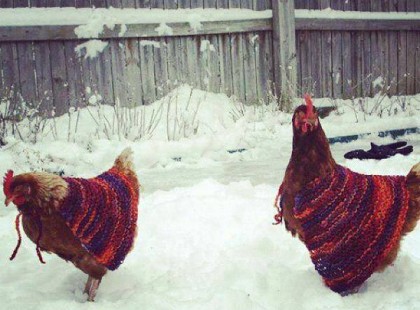 Székelyföldön olyan brutál hideg van, hogy a tyúkok lájbit kaptak!