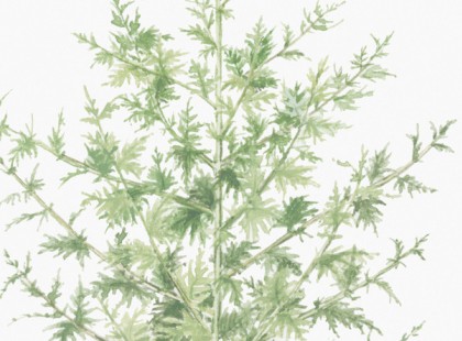 Hihetlen felfedezés: megtalálták a növényt, amely órák alatt szétroncsolja a rákos sejteket