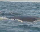 Ez a búvár öt órán keresztül szedte le a bálnáról a zsinórokat – amit az állat utána tesz az elképesztő