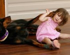 A 2 éves kislányt egyedül hagyták a dobermann kutyával… a játék hirtelen véget ért, amikor a kutya morogni kezdett és fogát vicsorgatta…