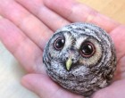 Te is egy aranyos baglyot látsz a képen? Akkor azt ajánljuk, nézd meg közelebbről!