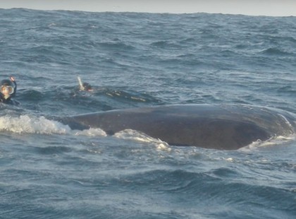 Ez a búvár öt órán keresztül szedte le a bálnáról a zsinórokat – amit az állat utána tesz az elképesztő