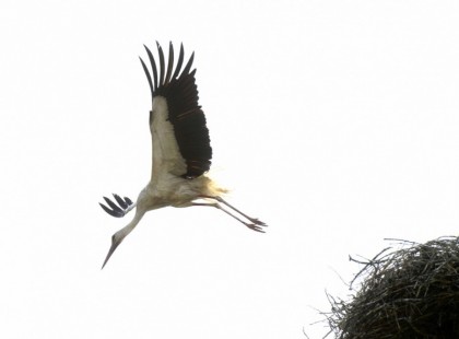 Megjött az első gólya Szombathelyre!