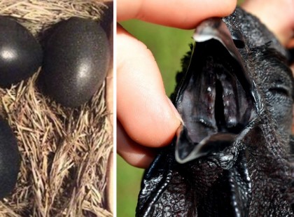 A gazda furcsa fekete tojásokat talál a tyúkólban -nem hisz a szemének mikor a tojások felrepednek