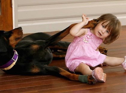 A 2 éves kislányt egyedül hagyták a dobermann kutyával… a játék hirtelen véget ért, amikor a kutya morogni kezdett és fogát vicsorgatta…