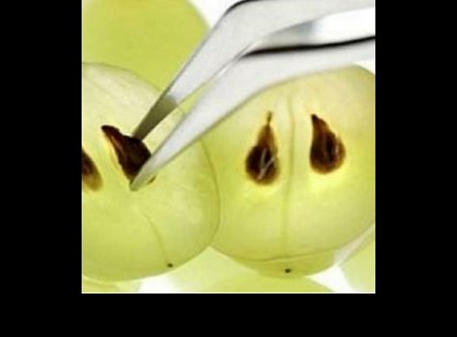 Ezt miért hallgatják el? Ez a mag elpusztítja a rákot! Már a Nobel díjas magyar tudós is leírta!