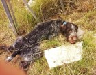 A megvert kutyát kint hagyták a mezőn meghalni – mikor megvizsgálják szörnyű dolgot fedeznek fel