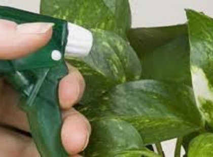 Tegyél egy kiskanállal ebből a növényeidre, aztán csak figyeld, mi történik!