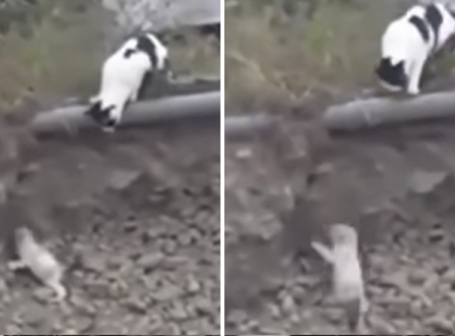 A magára maradt kiskutyus nem tud kimászni az árokból – aztán váratlan segítséget kap