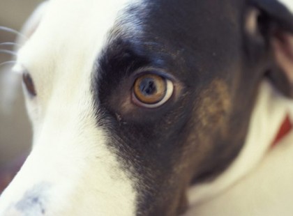 A kutya minden éjszaka órákig bámulta a gazdáit. Amikor kiderült, hogy miért tette ezt, elsírták magukat