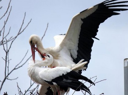 15 éve minden évben 13 ezer kilométert tesz meg ez a gólya, hogy viszontlássa sérült társát