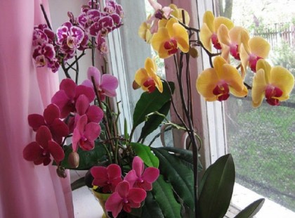 Minden amit tudnod kell az orchidea virágzásáról! Megmutatjuk, hogyan kell gondozni!