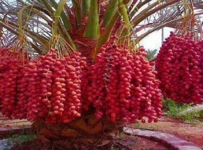 Itt a világ 1. számú élelmiszere infarktus, magas vérnyomás és magas koleszterin ellen!