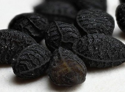 Csak a halált nem gyógyítja, AIDS, cukorbaj, rák, agyvérzés ellenszere ez az ősi orvosság