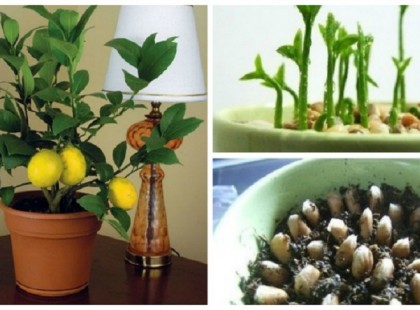 ÍGY ÜLTESS ÉS GONDOZZ EGY CITROMFÁT!MEGMUTATJUK LÉPÉSRŐL-LÉPÉSRE A TITKÁT!