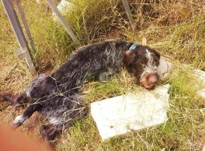 A megvert kutyát kint hagyták a mezőn meghalni – mikor megvizsgálják szörnyű dolgot fedeznek fel