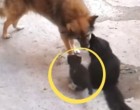 A cicamama kicsinyével odamegy a kutyához – a kutya reakciója milliók szívét dobogtatta meg