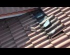 Majdnem leestek a tetőről a munkások, amikor meglátták, hogy mik vannak a cserepek alatt! :O
