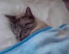 Ez a videó nálad is oda fog csapni rendesen, patakokban folyik a könnyem a röhögéstől!! :) :)
