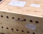 Egy hétig ki sem nyitották a dobozt a reptéren. Amikor végre megteszik... Sokkot kapnak
