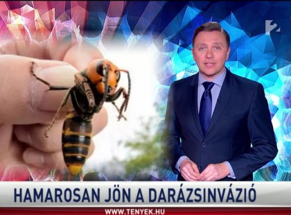 Figyelem!jön a darázsinvázió!Fontos figyelmeztetés érkezett a teljes magyar lakosságnak! További információk itt !