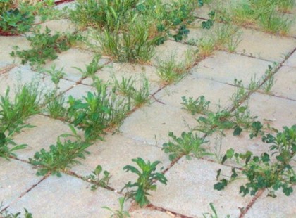 9 mód, hogy sose nőjön több gyom a kertedben! zseniális!