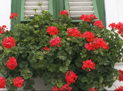 Ebből egyetlen csepp a muskátlira: virágözön az eredmény!