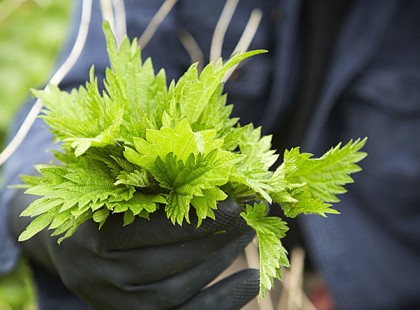 A bükki füvesember ajánlására: Fél percig forráztam, aztán fogyasztottam. Azóta a térdem se húz és a hasam se puffad