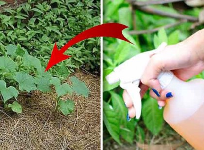 Permetezd be ezzel a házi szerrel a kerted és egész nyáron nem lesz gondod a gyomokkal!