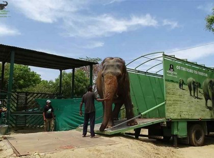 A cirkuszi elefánt 53 évig fogságban él – mikor elengedik valami fantasztikusat tesz