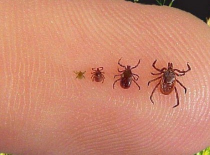 El akarod kerülni a kullancs csípést? Akkor használd ezt az egyszerű trükköt