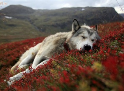 6 hetesen magatokhoz vettetek, sokat játszottam a gyerekekkel és nagyon boldog voltam veletek. Ahogy nőttem, egyre nőtt a mozgásigényem és vele együtt az étvágyam is. A gyerekek nem akartak velem játszani, ha odamentem egy simiért, sokszor még belém is rúgtak.