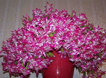 Egy kanál ebből, és a szobanövények őrülten virágozni kezdenek!