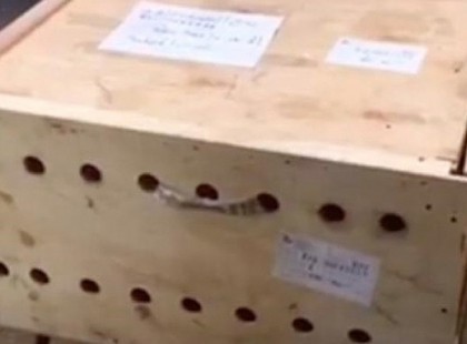 Egy hétig ki sem nyitották a dobozt a reptéren. Amikor végre megteszik... Sokkot kapnak