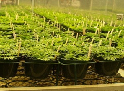 EGY NÖVÉNY MELYRŐL KIDERÜLT, HOGY ELPUSZTÍTJA A RÁKOS SEJTEKET AKÁR 16 ÓRA ALATT