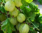 Gyermekkorunk kedvenc csemegéje és még egészséges is! Imádtam, imádom és mindig is imádni fogom! Mennyi finom szószt készített belőle a nagyi, de úgy simán is marokszámra ettük. Hasfájásig! Ez volt a címszó! Lehet annyit enni belőle, hogy ne bírj megmozdulni! Én tanúsíthatom. A szószok pedig hát a mennyekben voltunk azonnal! Husika mellé is finom volt, de magában is isteni! Kicsit savanyú volt, mindent összehúzott, de akkor is tömtük magunkba. Ha te is egresrajongó voltál kölyökként kérünk egy lájkot!