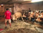Egész életében láncon tartották a bikát… aztán valami végtelenül megható dolog történt!