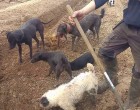 Még a kiképzett kutyákat is be kellett vetni, akkora patkányinvázió volt a telken! Figyeld csak, hogyan tisztogattak!