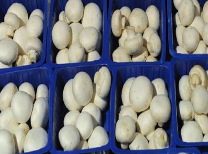 Most lerántjuk az igazságot az üzletben kapható dobozos csiperke gombáról!