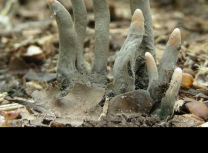 VIGYÁZAT! Ha ilyent látsz az erdőben, hagyd el a helyet azonnal!