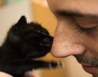 Egy férfi örökbefogadott egy fekete kiscicát. 7 év után azonban a macska egyszer csak átalakult: EZT LÁTNOD KELL