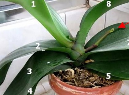 6 titok, amit minden orchidea tulajdonosnak kötelező ismernie!