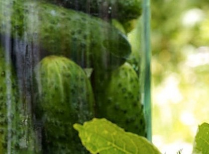 A barátai bolondnak nézték, amiért szénsavas vizet öntött az uborkára. 1 nap múlva azonban…
