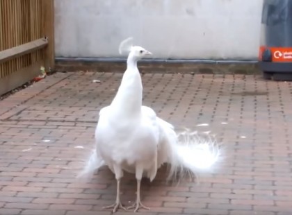 Ez a furcsa páva megmutatja tollait – mikor megfordul varázslat történik