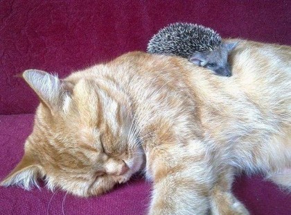 A kis sünik anyja meghalt… de nem várt helyről jött a segítség!