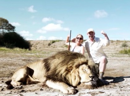 Nevetgélve ölték meg az oroszlánt majd büszkén pózolnak vele… de ami pár másodperccel később történik, attól a hajam égnek állt!