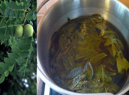 Így kezelj számtalan problémát diófalevéllel! Érdemes megjegyezni ezeket a módszereket!