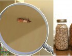 Molylepkét láttál a konyhában? Akkor ételmolyok vannak az élelmiszerek között! Így tüntesd el őket!