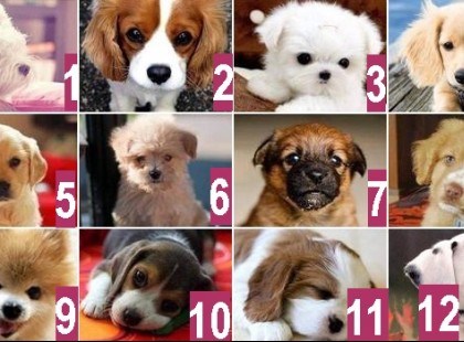 Válassz egy kiskutyát és nézd meg mit hoz a jövő!