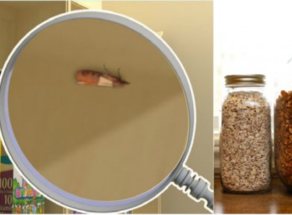 Molylepkét láttál a konyhában? Akkor ételmolyok vannak az élelmiszerek között! Így tüntesd el őket!